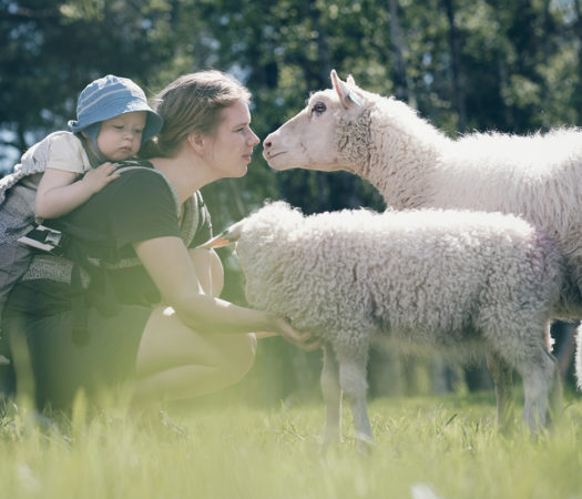 Foto: Storfe aktivitetsmåling bønder